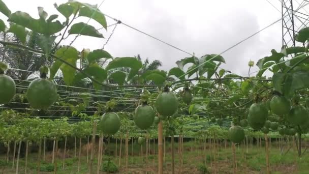 Passiflora Edulis Fruits Rampants Suspendus Sur Les Tiges Vigne — Video
