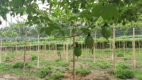 Passiflora Edulis Creeping Fruits Hanging Vine Stems — Stock Video