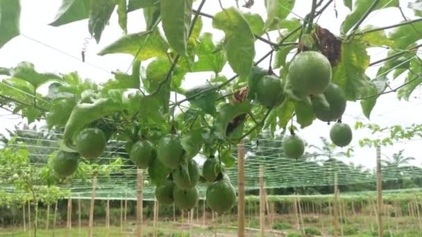 Passiflora Edulis Kruipend Fruit Opknoping Wijnstokken — Stockvideo