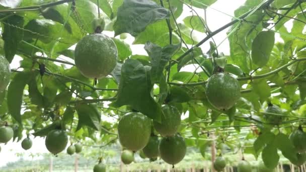 Passiflora Edulis Υβρίδια Φρούτων Που Κρέμονται Στους Μίσχους Αμπέλου — Αρχείο Βίντεο