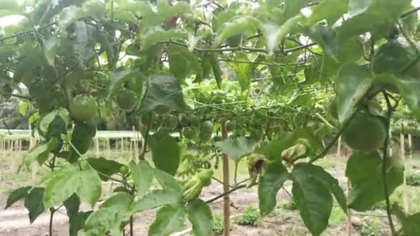 Passiflora Edulis Frutos Rastreros Que Cuelgan Los Tallos Vid — Vídeo de stock