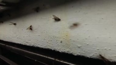 Verandanın lambasının etrafındaki ışıklardan etkilenen alates böcekleri sürüsü.  