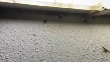 Verandanın lambasının etrafındaki ışıklardan etkilenen alates böcekleri sürüsü.  