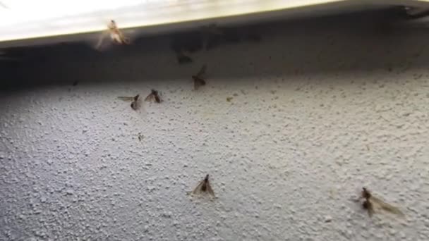 ポーチランプの周りのユーティリティライトに引き付けられたアラート虫の群れ — ストック動画