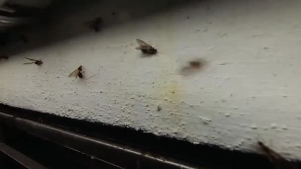 Svärmar Alater Insekt Dras Till Nyttoljus Runt Veranda Lampa — Stockvideo