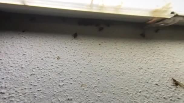 Verandanın Lambasının Etrafındaki Işıklardan Etkilenen Alates Böcekleri Sürüsü — Stok video