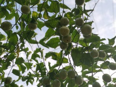 Passiflora Edulis, tarlada sallanan meyveler.