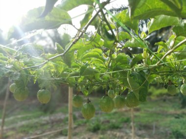 Passiflora Edulis, tarlada sallanan meyveler.