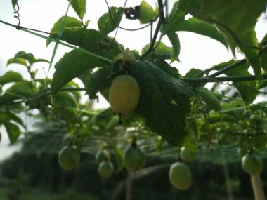 Passiflora Edulis, tarlada sallanan meyveler.