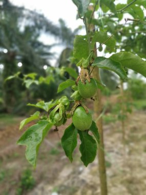 Passiflora Edulis, tarlada sallanan meyveler.