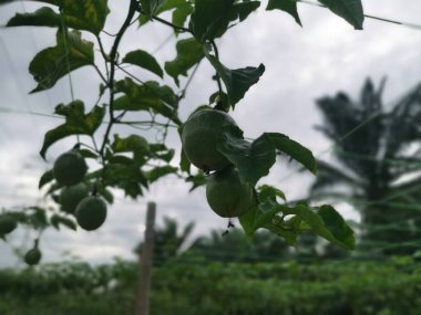 Passiflora Edulis, tarlada sallanan meyveler.