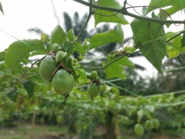 Passiflora Edulis, tarlada sallanan meyveler.