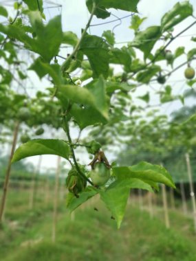 Passiflora Edulis, tarlada sallanan meyveler.