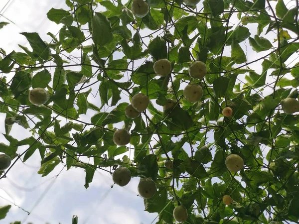Passiflora Edulis Pełzające Owoce Wiszące Łodydze Gospodarstwie — Zdjęcie stockowe