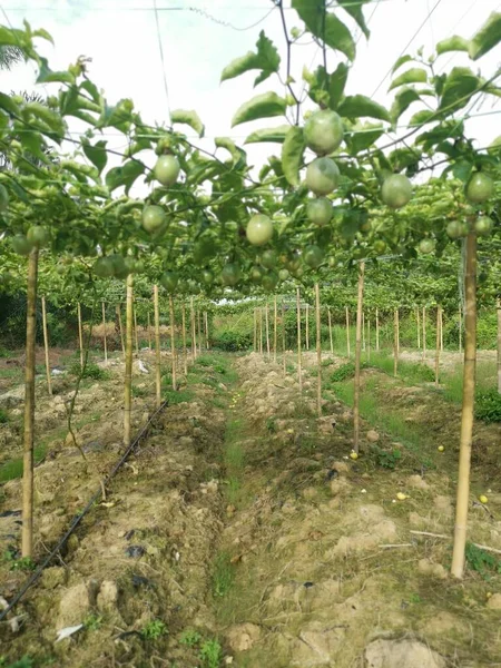 Passiflora Edulis Pełzające Owoce Wiszące Łodydze Gospodarstwie — Zdjęcie stockowe
