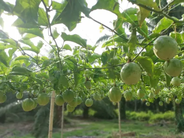 アブラナ科のエドゥリスが農場で茎にぶら下がっている果実を這い — ストック写真