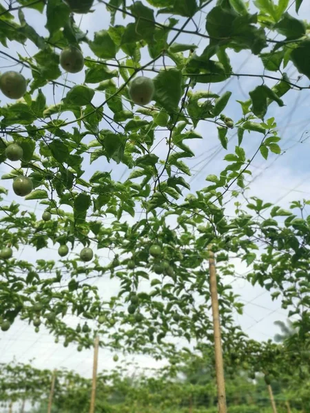 Passiflora Edulis Kúszó Gyümölcs Lóg Száron Gazdaságban — Stock Fotó