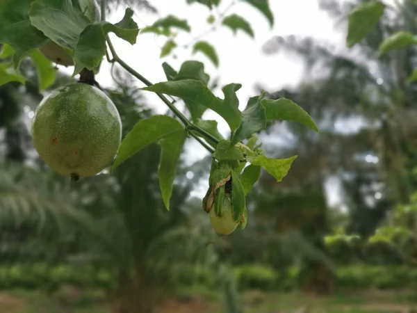 Passiflora Edulis Frutos Rastejantes Pendurados Caule Fazenda — Fotografia de Stock