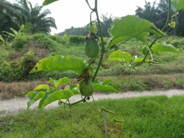 Passiflora Edulis Pełzające Owoce Wiszące Łodydze Gospodarstwie — Zdjęcie stockowe