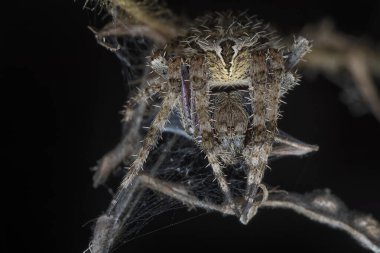Laglaise 'in bahçe örümceğinin yakın çekimi.