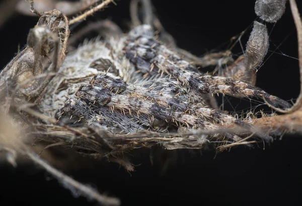 라그랑주의 거미의 껍데기를 클로즈업 — 스톡 사진