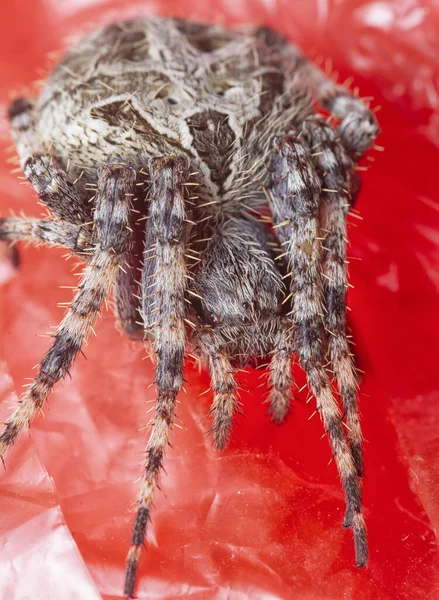 Closeup Shof Laglaise Garden Spider — Stock Photo, Image
