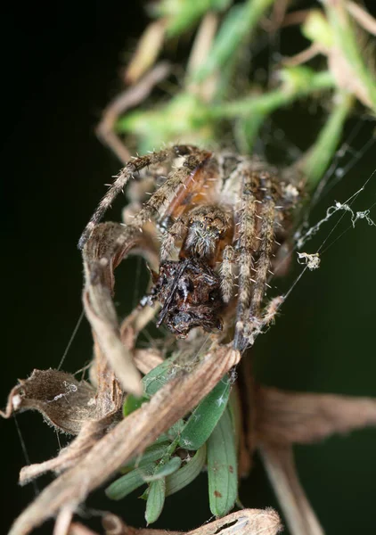 拉格丽斯花园蜘蛛的特写镜头 — 图库照片