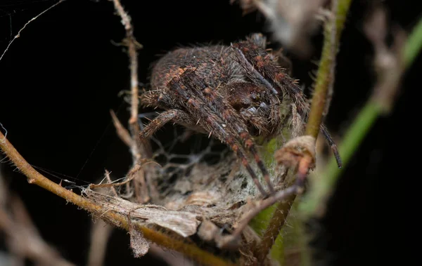 Laglaise Bahçe Örümceğinin Yakın Çekimi — Stok fotoğraf