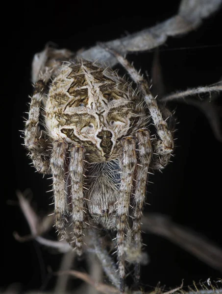 Laglaise Bahçe Örümceğinin Yakın Çekimi — Stok fotoğraf