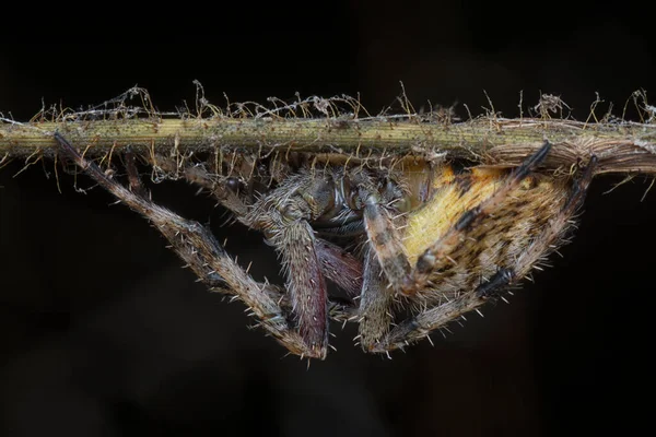 拉格丽斯花园蜘蛛的特写镜头 — 图库照片