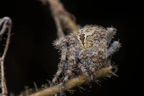 라그랑주의 거미의 껍데기를 클로즈업 — 스톡 사진