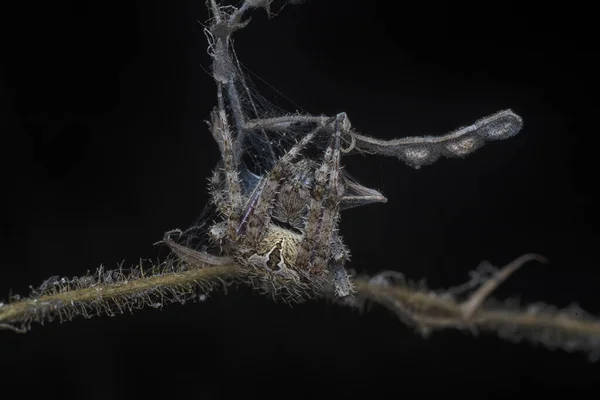 Detailní Záběr Zahradního Pavouka Laglaise — Stock fotografie