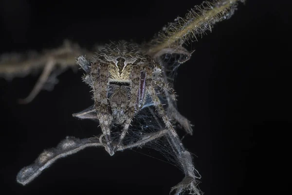 Closeup Shof Laglaise Garden Spider — Stock Photo, Image