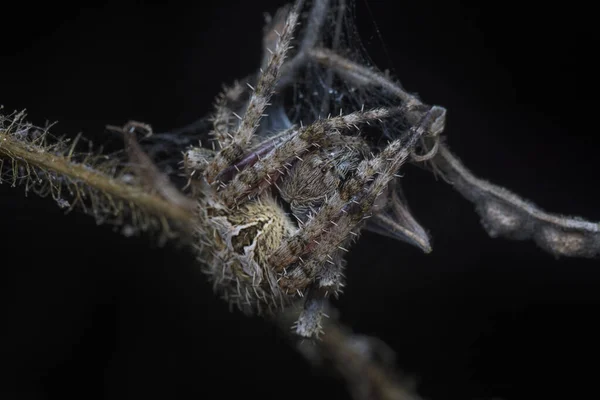 Detailní Záběr Zahradního Pavouka Laglaise — Stock fotografie
