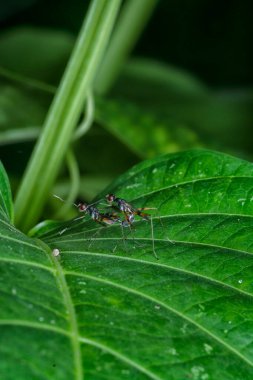 Çiftleşen iki küçük mikro sineğin yakın çekimi.