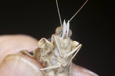 Junonia almana kelebeğinin yakın çekimi