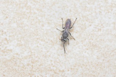 Liris subtesselatus eşekarısının yakın çekimi