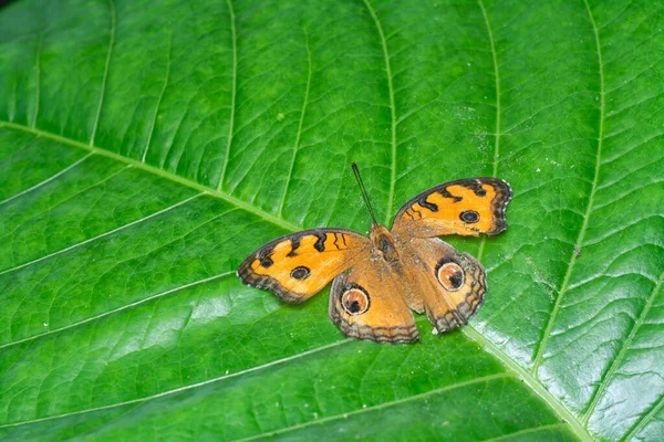 Gros Plan Papillon Junonia Almana — Photo
