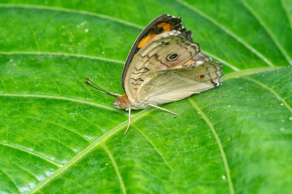Gros Plan Papillon Junonia Almana — Photo