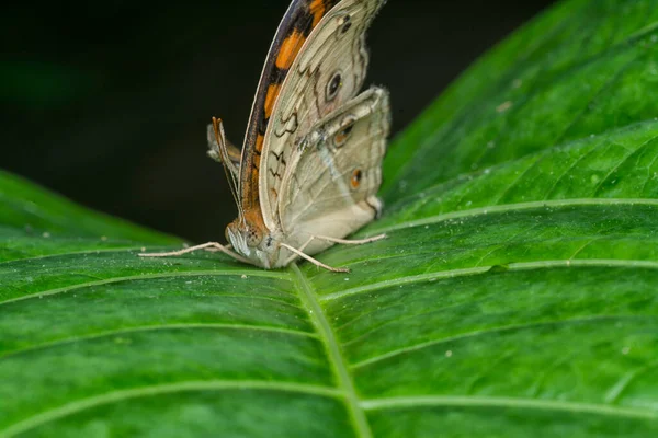 Zblízka Záběr Motýla Junonia Almana — Stock fotografie
