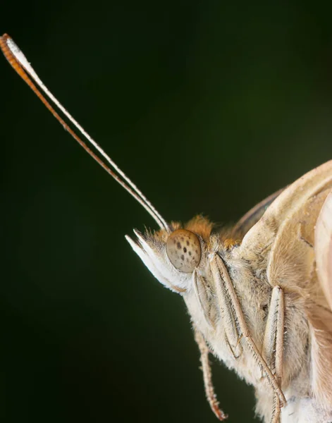 Zblízka Záběr Motýla Junonia Almana — Stock fotografie