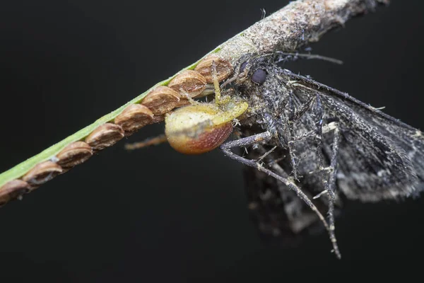 螃蟹蜘蛛捕获了一只褐色飞蛾作为食物 — 图库照片