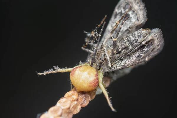 Crab spider caught a brown moth for food.