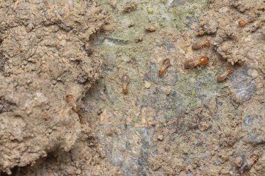 Kumlu zemindeki küçük termitleri izliyordu.