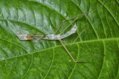 Genç peygamber devesi dini Nemf onu dış iskelet derisinden döktü..