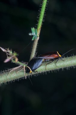 Hemithyrsocera hamamböceği çiftleşmesine yakın çekim