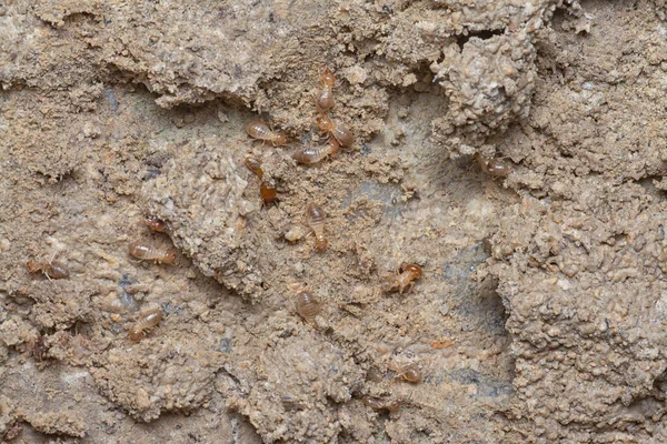 Tittar Ner Små Termiter Sandig Mark — Stockfoto