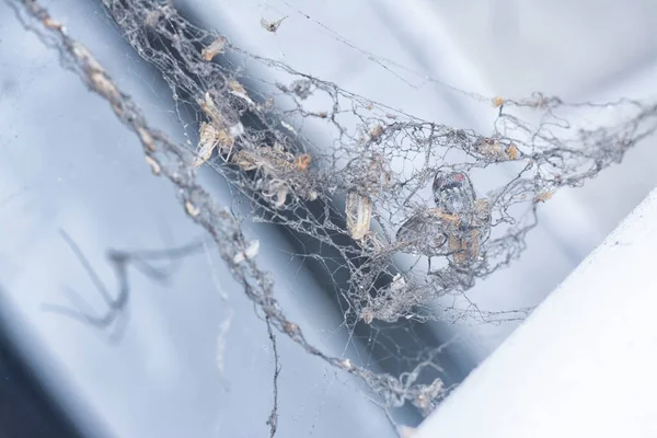 被蜘蛛的蜘蛛网缠住的死苍蝇 — 图库照片