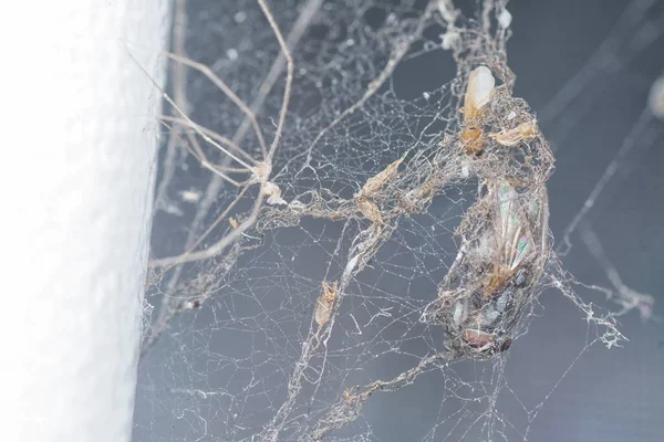 死んだクラスターフライがクモの巣に捕まり — ストック写真