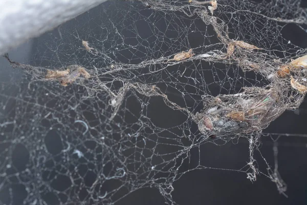 被蜘蛛的蜘蛛网缠住的死苍蝇 — 图库照片